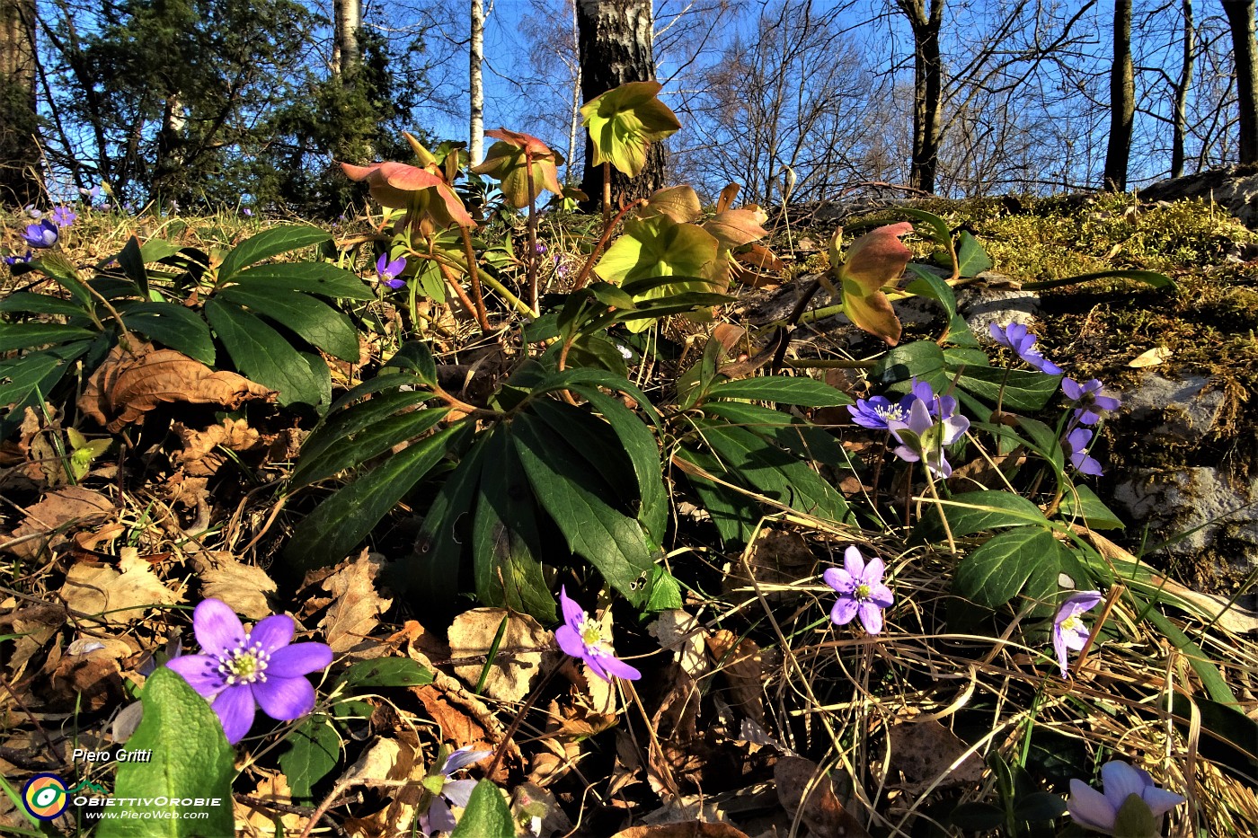 64 Ellebori colorati con erba trinita (Hepatica nobilis).JPG